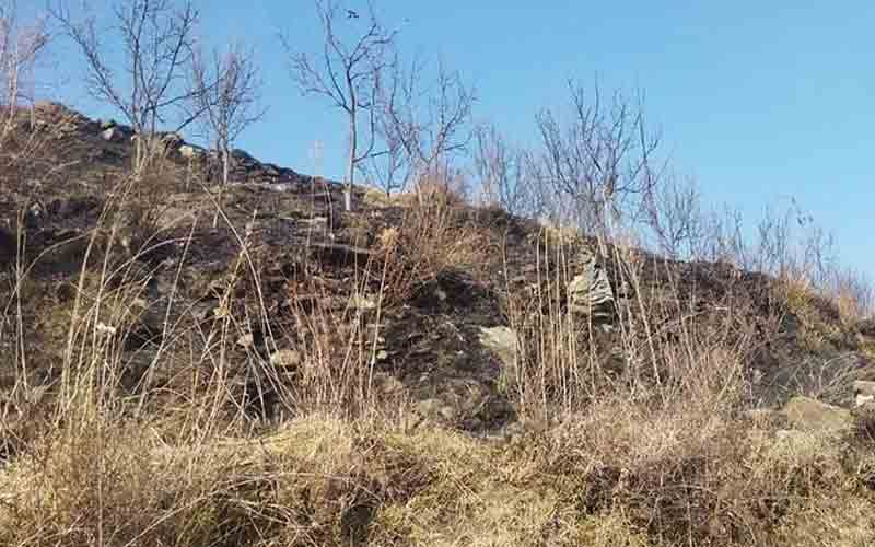 जुनांस पंचायत में आग की भेंट चढ़े सेब के 62 पेड़