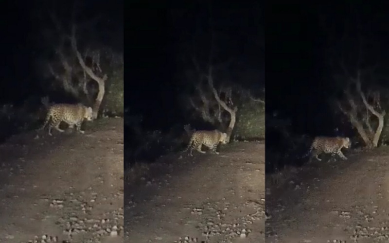 सेन की सैर गांव में बेखौफ घूम रहा तेंदुआ, लोगों का घरों से बाहर निकलना हुआ मुश्किल