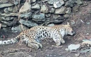 3-leopards-found-dead-in-th.jpg