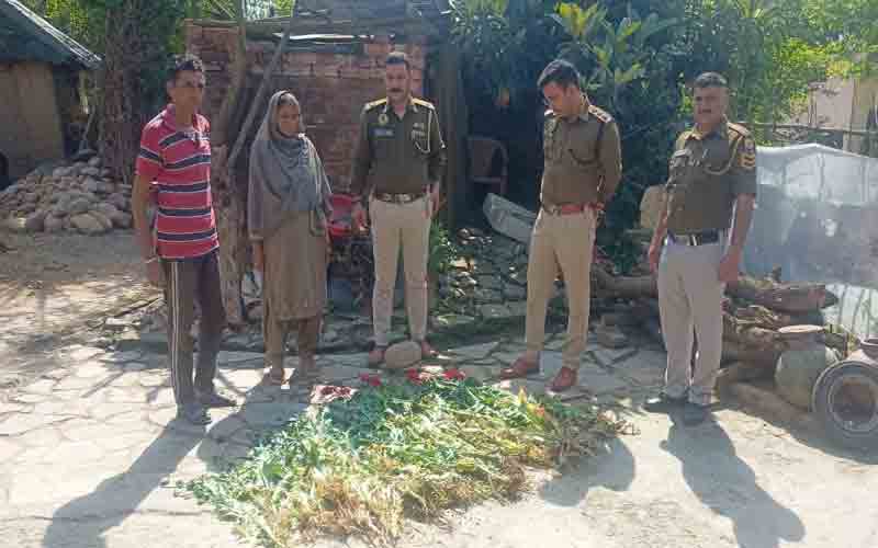 पुलिस ने अफीम के 80 पौधे किए बरामद, आरोपी गिरफ्तार
