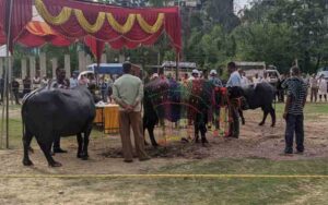 he-sixth-day-of-Nalwad-fair-1.jpg