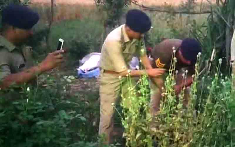 पांवटा साहिब के माजरा में मुश्तर जमीन से 186 अफीम के पौधे बरामद