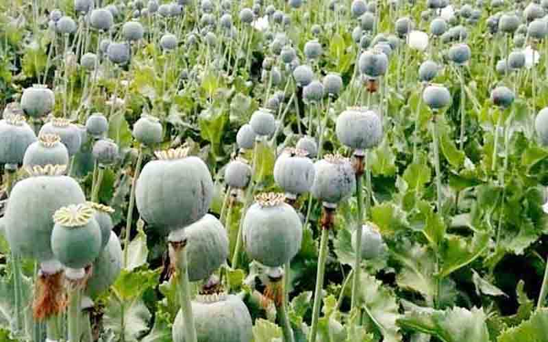 सिरमौर में पुलिस ने अवैध रूप से उगाए गए अफीम के 380 पौधे किए बरामद, मामला दर्ज