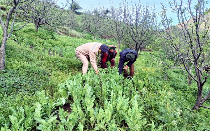 पुलिस ने अवैध रूप से उगाए गए अफीम 12,732 पौधे किए नष्ट