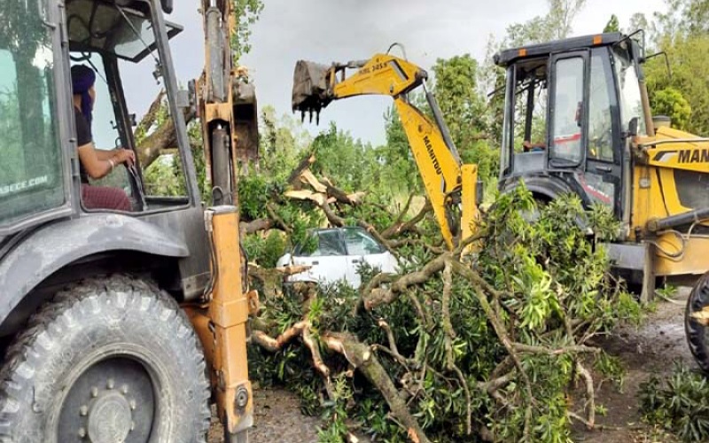 चलती कार पर अचानक गिरा विशालकाय पेड़, चालक…