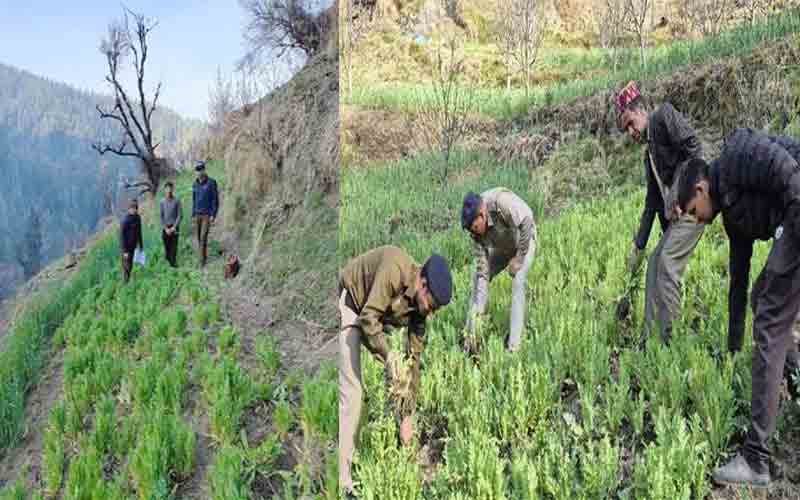 पुलिस ने अफीम के 5000 पौधे किए बरामद, मामला दर्ज