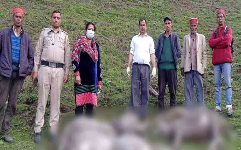 आसमानी बिजली गिरने से 74 भेड़ें और आठ बकरियों की हुई मौत