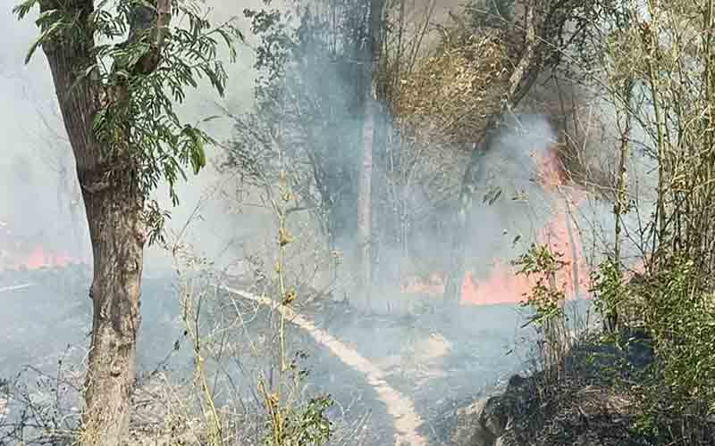 कठोह के जंगलों में भड़की आग, लाखों की वन संपदा जलकर राख