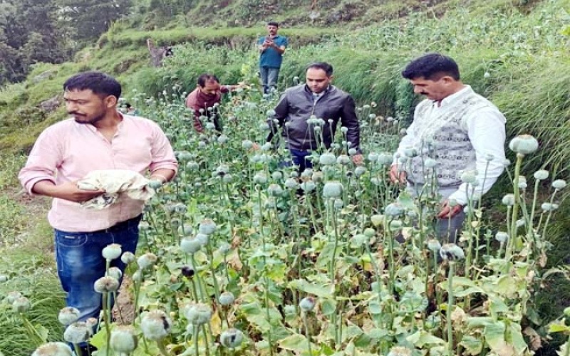 विजिलेंस ने अवैध रूप से उगाए गए अफीम के 17,106 पौधे किए बरामद
