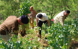 Police-recovered-747-opium-.gif