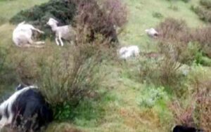 7-including-a-woman-died-du.jpg