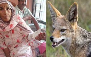 Jackal-attacked-72-year-old.jpg