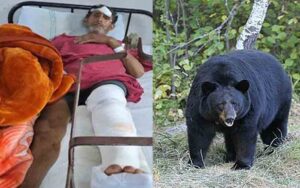 Man-eater-bear-attacks-man-.jpg