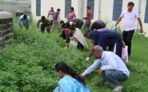 Carrot-grass-uprooted-and-m.jpg