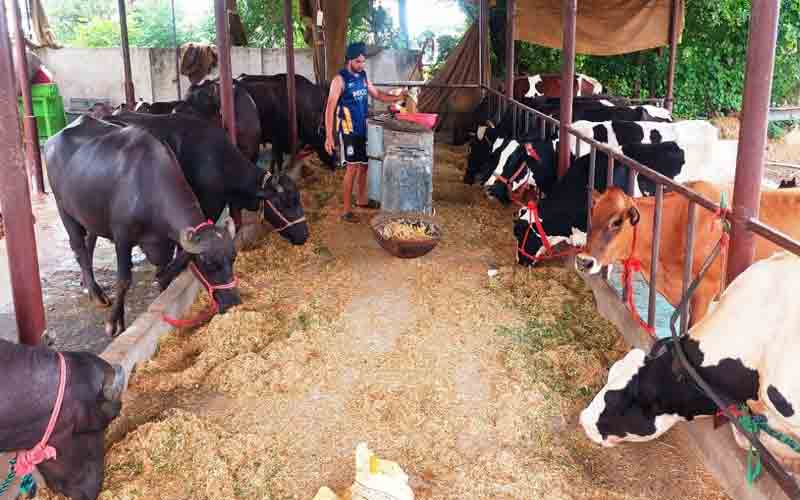 डेयरी फॉर्म चलाकर आर्थिकी को सुदृढ़ बना रहे देहलां के हरभजन सिंह