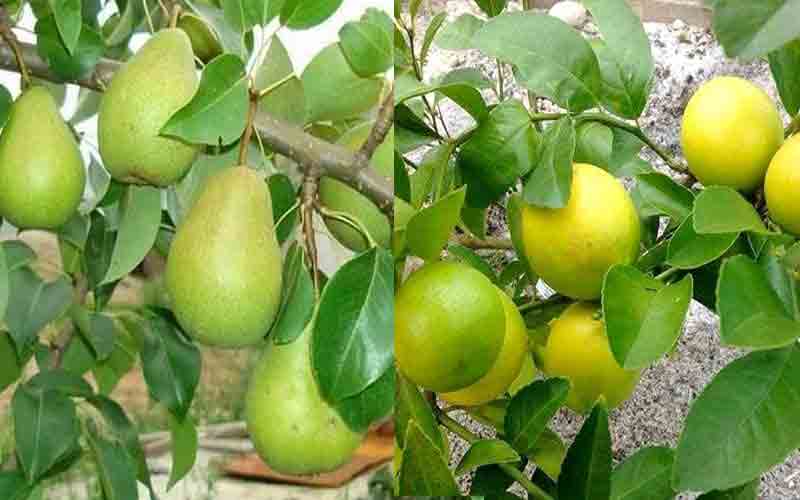 जिला में इस दिन होगी नाशपाती और बारामासी नींबू की नीलामी….