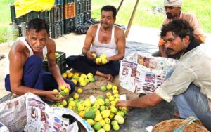 Sirmauri-mango-is-in-demand.jpg