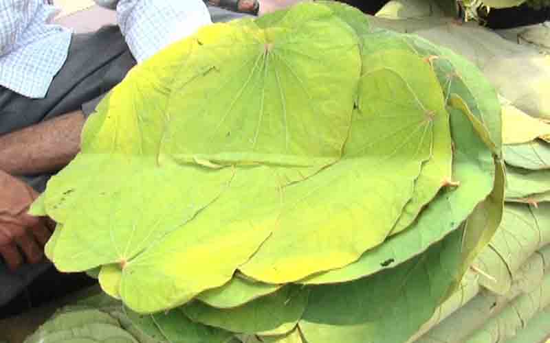 राष्ट्रपति निवास छराबड़ा में भी अब टौर के पत्तल में परोसी जाएगी धाम