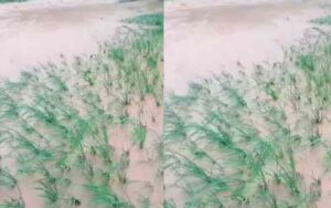Farmers-crops-destroyed-in.jpg