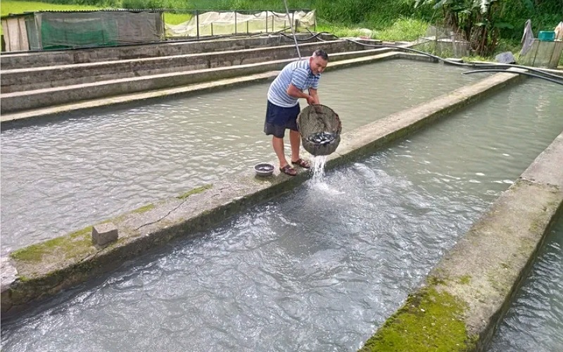 दिल्ली व चंडीगढ़ भी चख रहा दिलदार सिंह के मछली फार्म में तैयार रेनबो ट्राउट का स्वाद