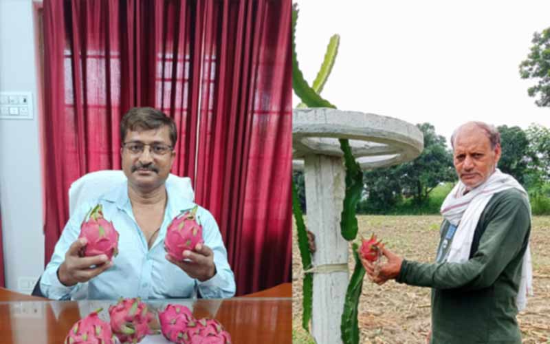 पंचायत टकोली के किसान सुरजीत सिंह ने शुरू की ड्रैगन फ्रूट की खेती, अन्य किसानों को भी किया प्रेरित