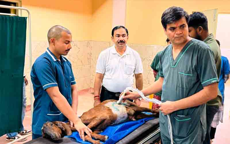 ऊना जिले में ऐसा अस्पताल जहां 6 महीने पहले ही पता चल जाती है पशुओं की बीमारी