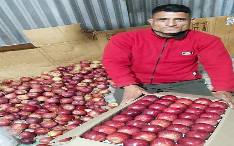 बागवान बाहरी राज्यों में बेच रहे सेब, मंडियों में कम आमद