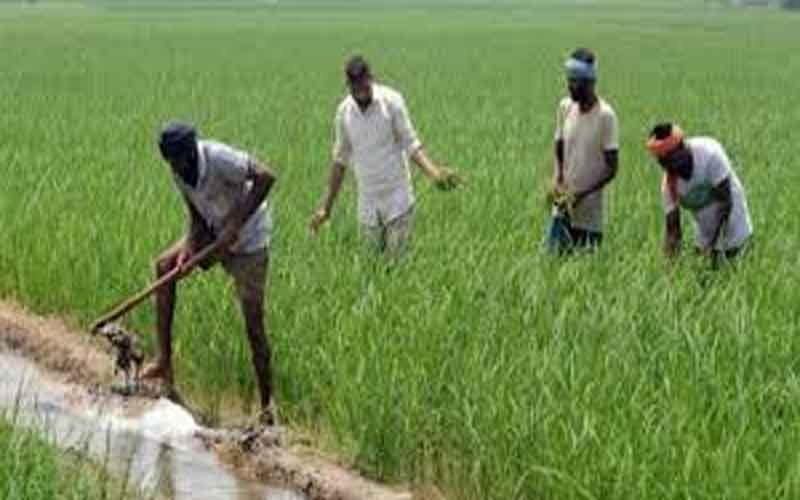 किसान उत्पादक संगठन पंजीकरण व बीज, खाद, कीटनाशक के लाइसेंस बनवाएं-उप निदेशक