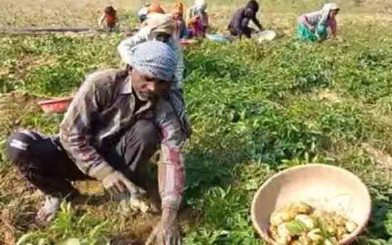 मौसम साफ होने से आलू की बिजाई में जुटे ऊना के किसान