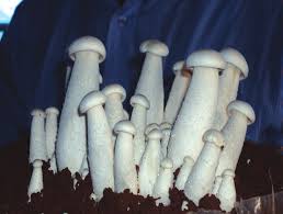 हिमाचल में खोजा गया कैंसर की दवा