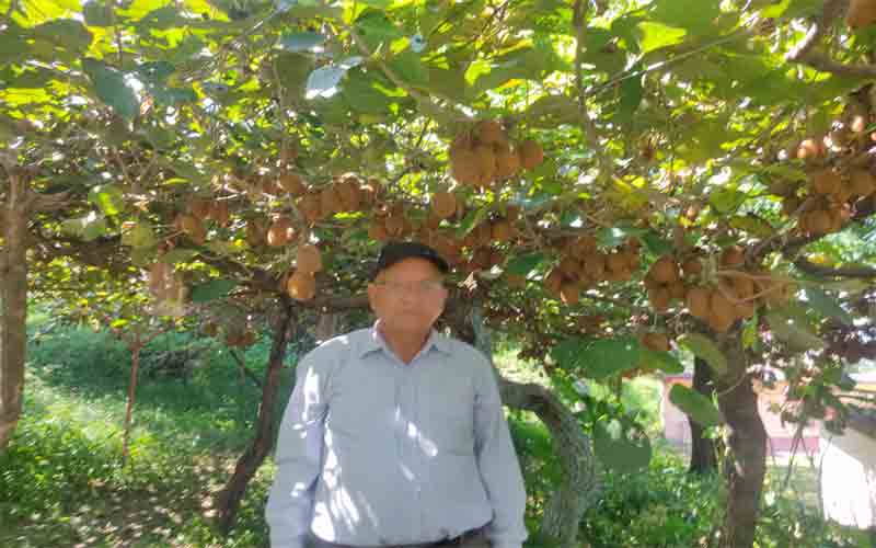 किवी उत्पादन आर्थिकी सुदृढ़ करने का बेहतरीन विकल्प   