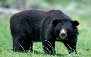 Bear.jpg
