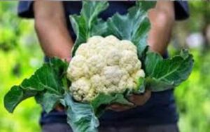 Cauliflower.jpg