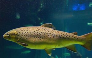 हिमाचल प्रदेश में ट्राउट मछली पकड़ने पर प्रतिबंध