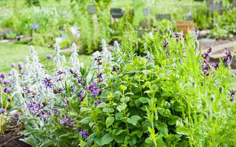 कांगड़ा में 21 स्कूलों में लगेंगे हर्बल गार्डन, 5.25 लाख रुपये से होगा विकास