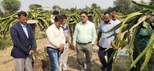 Horticulture-Minister-visits-dragon-fruit-orchard-in-Amb.jpg