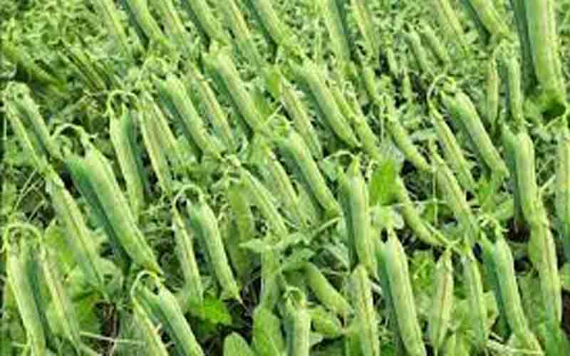 मटर की फसल से किसानों को मिला दिवाली का तोहफा