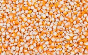 New-introduction-of-maize-f.jpg