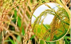 Paddy-procurement-started-i.jpg