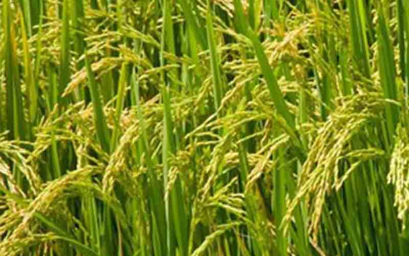 हिमाचल प्रदेश में धान की खरीद शुरू, 27,000 मीट्रिक टन का लक्ष्य