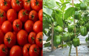 SBJI SIMLA MIRCH OR TMATER