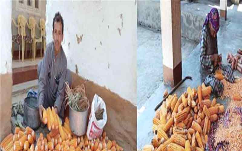 हिमाचल में प्राकृतिक खेती को बढ़ावा : सरकार 431 किसानों से 65 मिट्रिक टन मक्की खरीदेगी