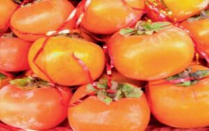 कुल्लू में जापानी फल के दाम में वृद्धि, किसानों को मिला लाभ