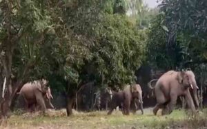 हिमाचल के नाहन में जंगली हाथियों की चहलकदमी बढ़ी, विक्रमबाग तक पहुंचे हाथी