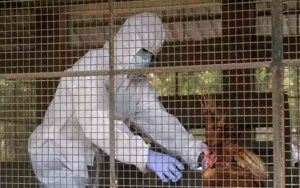 हिमाचल प्रदेश में बर्ड फ्लू को लेकर अलर्ट, सैंपलिंग शुरू