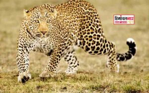 हिमाचल न्यूज़ | लेटेस्ट हिमाचल न्यूज़