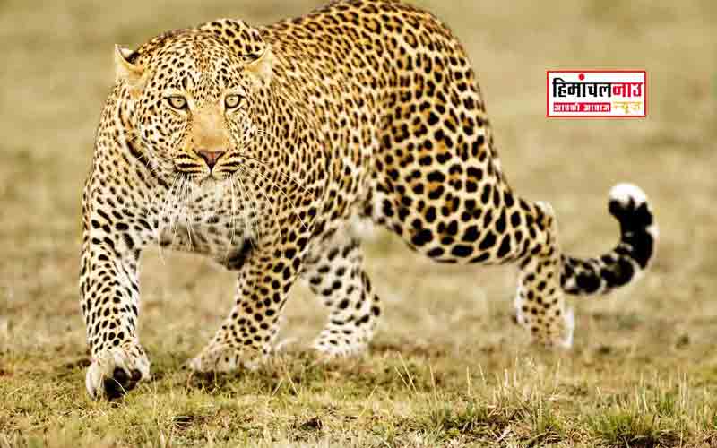 हिमाचल न्यूज़ | लेटेस्ट हिमाचल न्यूज़