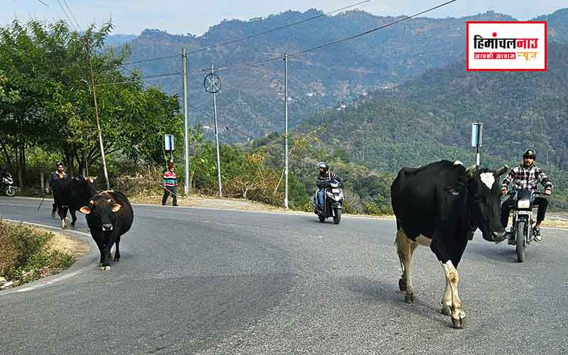 जिला व नगर प्रशासन ने चलाया शहर से बेसहारा पशुओं को हटाने का अभियान