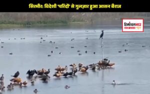 हिमाचल न्यूज़ | लेटेस्ट हिमाचल न्यूज़ | आसन बैराज में प्रवासी पक्षियों का झुंड