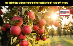himachal news high density apple garden grant